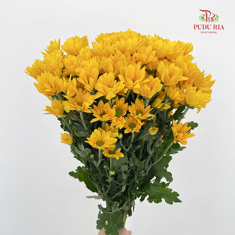 Chrysanthemum Pompom Daisy Yellow 1 - (10-12 Stems)