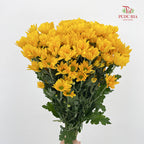 Chrysanthemum Pompom Daisy Yellow 1 - (10-12 Stems)
