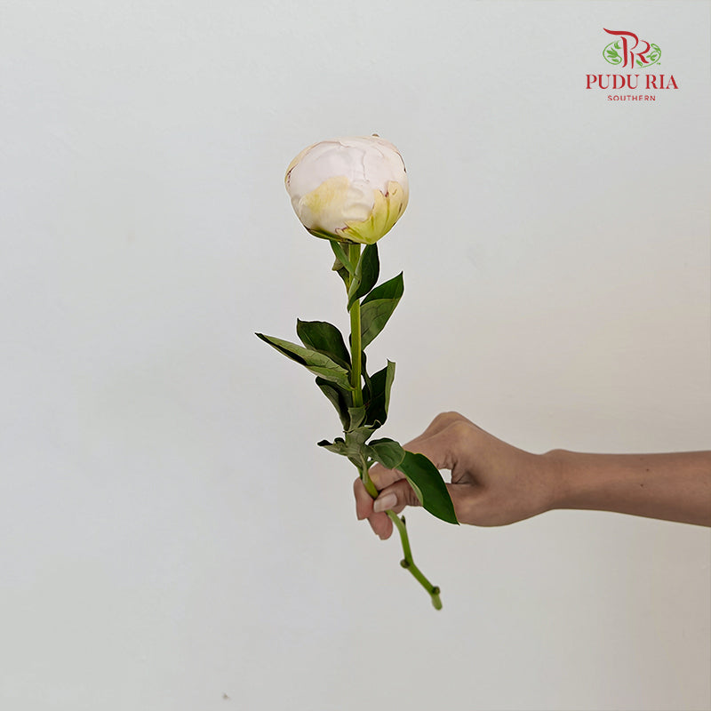 Peony Angel In White 白衣天使芍药 - (5 Stems)