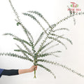 Eucalyptus Baby Blue 蓝宝贝尤加利 - (2-3 Stems)