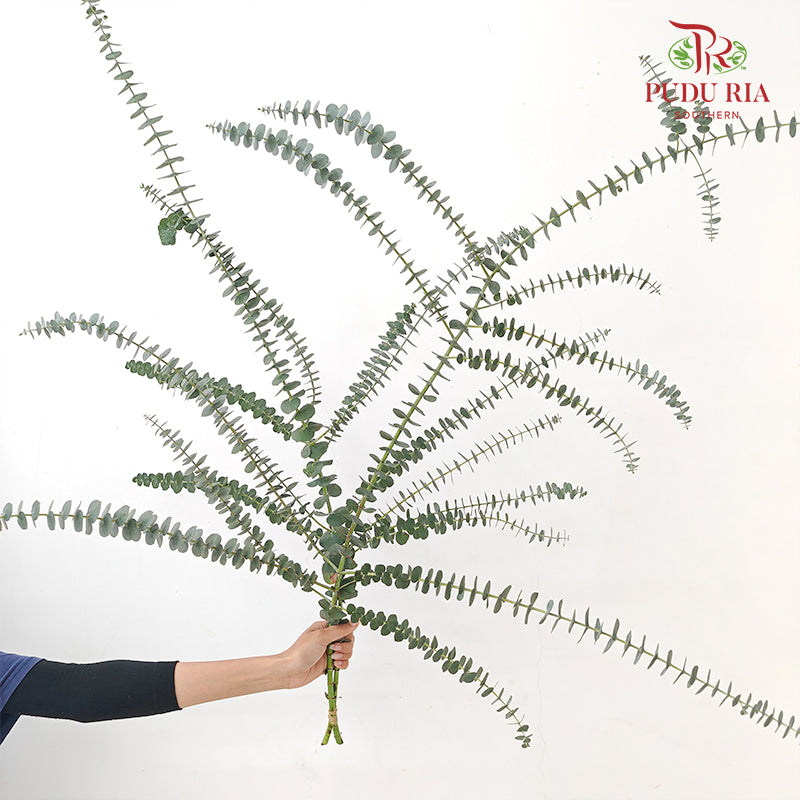 Eucalyptus Baby Blue 蓝宝贝尤加利 - (2-3 Stems)