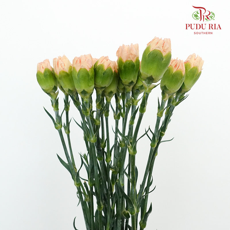 Carnation St Orange Memories  (18-20 Stems) - Pudu Ria Florist Southern