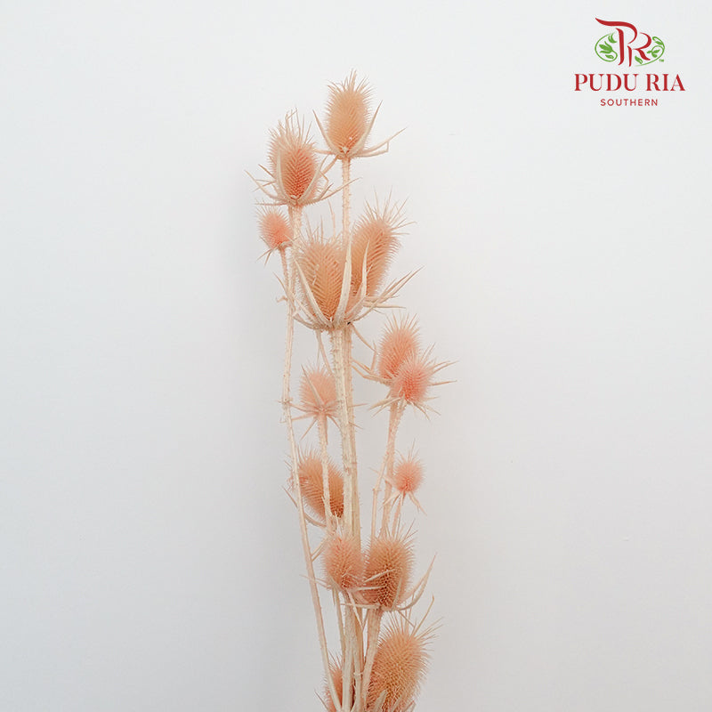 Dry Eryngium Pink - Pudu Ria Florist Southern