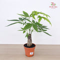 Pachira Single P120