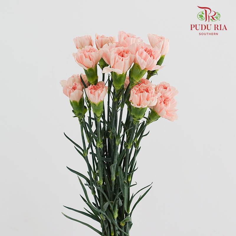 Carnation Novia 康乃馨 - (18-20 Stems)