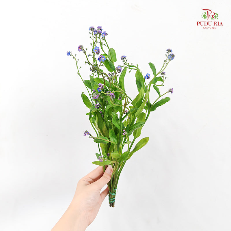 Myosotis 勿忘草 - (5 Stems)
