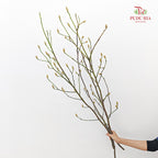Magnolia White - (Per Bundle)