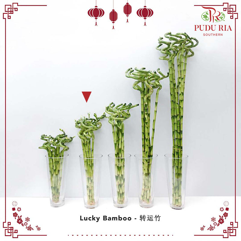Lucky Bamboo 转运竹 - (Per Stem)