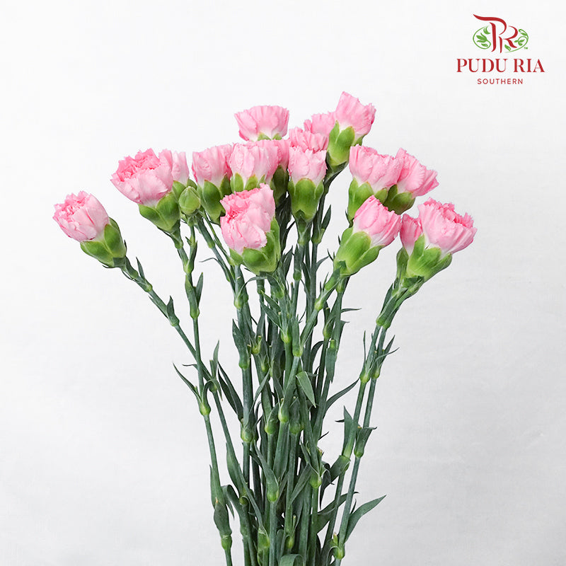 Carnation St Tonic  (18-20 Stems) - Pudu Ria Florist Southern