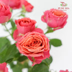 Rose Spray Pink/Orange (8-10 Stems) - Pudu Ria Florist Southern