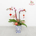 CNY Potted Plant Arrangement 2024#70