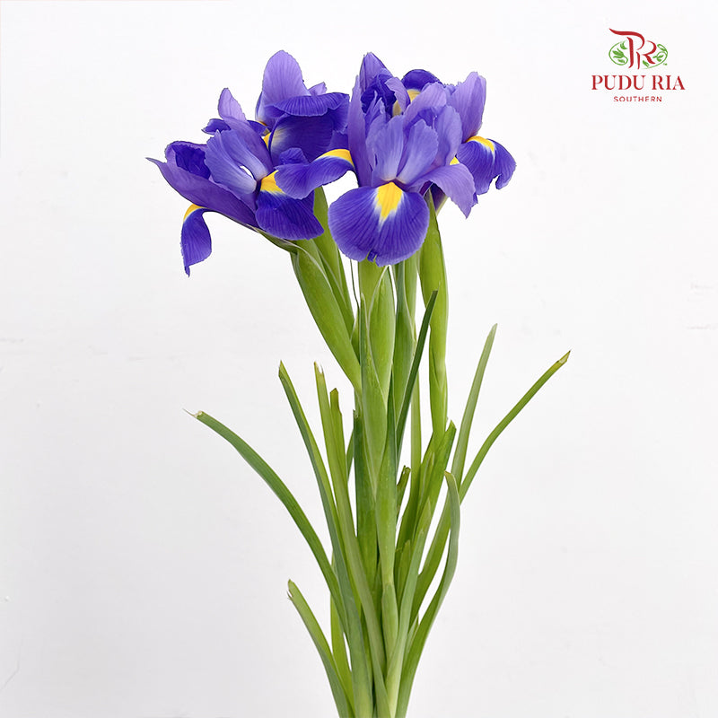 Iris Purple - ( 5 Stems)