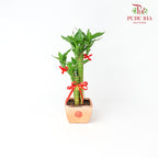 CNY Potted Plant Arrangement 2024#19
