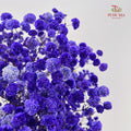 Preservative Baby Breath - Navy Blue