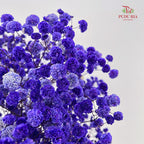 Preservative Baby Breath - Navy Blue