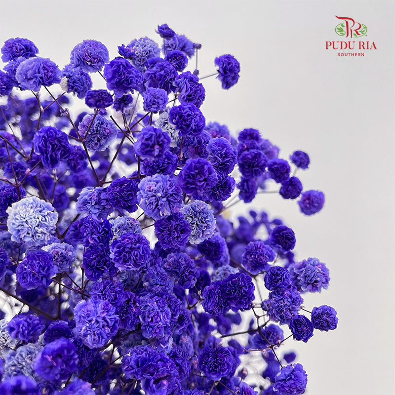 Preservative Baby Breath - Navy Blue