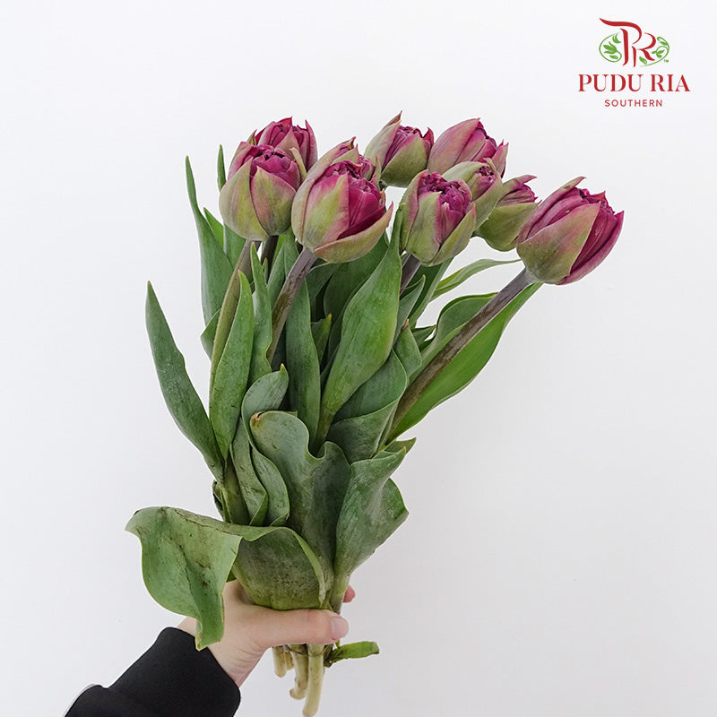 Tulip Purple Double petal (8-9 Stems) - Pudu Ria Florist Southern