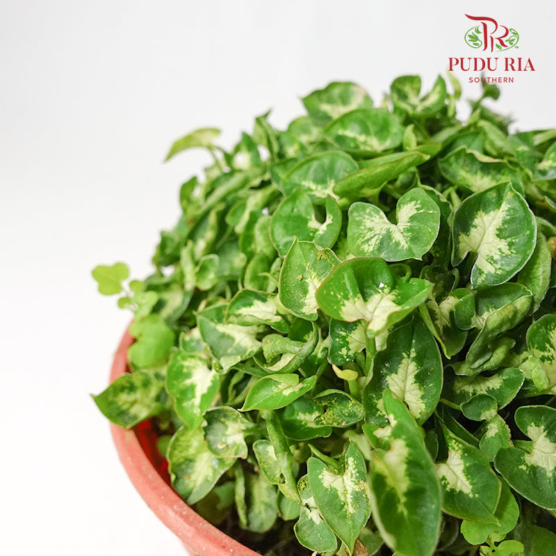 Mini Syngonium - Pudu Ria Florist Southern