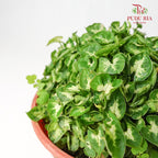 Mini Syngonium - Pudu Ria Florist Southern