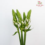 Ornithogalum Thyrsoides - Pudu Ria Florist Southern