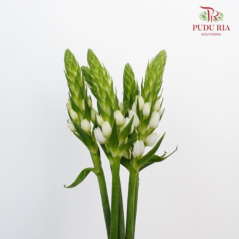 Ornithogalum Thyrsoides - Pudu Ria Florist Southern