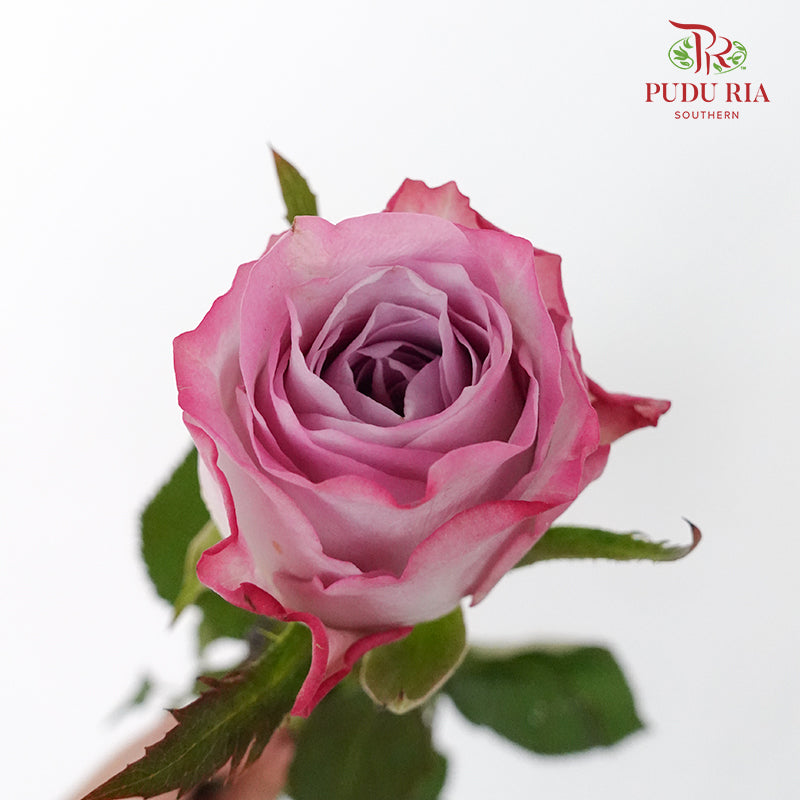 Rose Charisma 8-10 Stems) - Pudu Ria Florist Southern