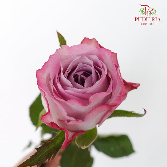 Rose Charisma 8-10 Stems) - Pudu Ria Florist Southern