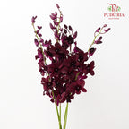 Dendrobium Orchid Dark Purple (L) - (5 Stems)