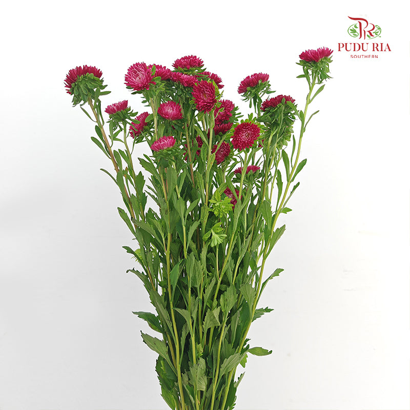 Aster Red 翠菊 - (Per Bundle)