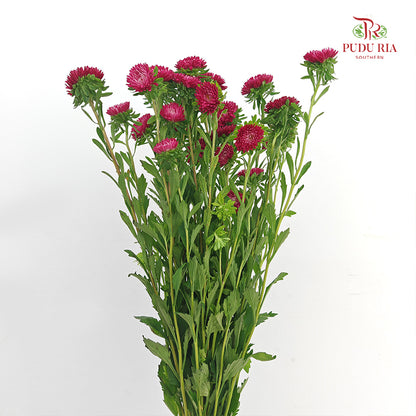 Aster 翠菊 Red - (Per Bundle)