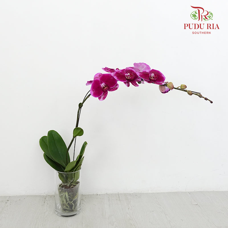 Phalaenopsis Orchid Spots Purple Big Single Stem