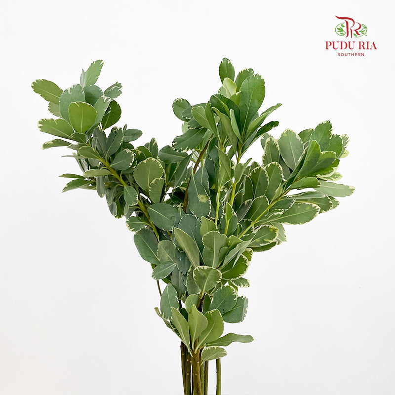 Pittosporum Leaf 花叶海桐 - (Per Bundle)