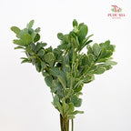 Pittosporum Leaf 花叶海桐 - (Per Bundle)