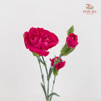 Carnation Spray Pink - (18-20 Stems)