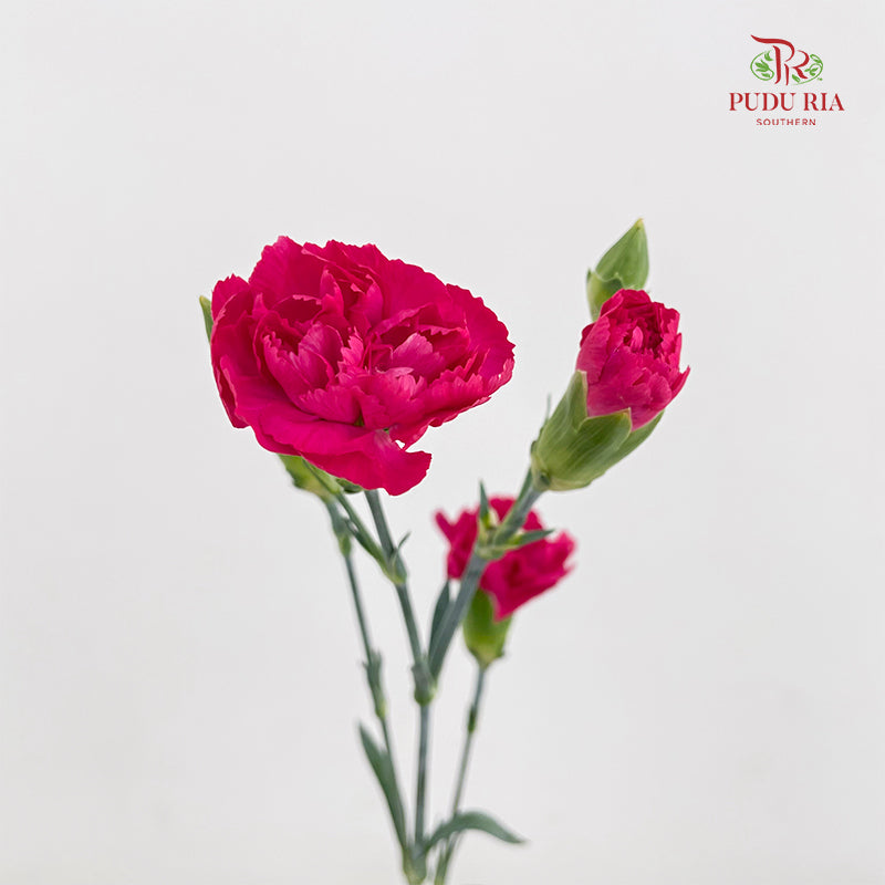 Carnation Spray Hot Pink - (18-20 Stems)