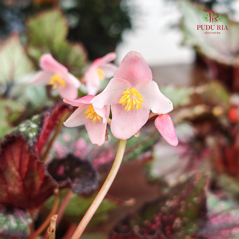 Begonia Rex #2