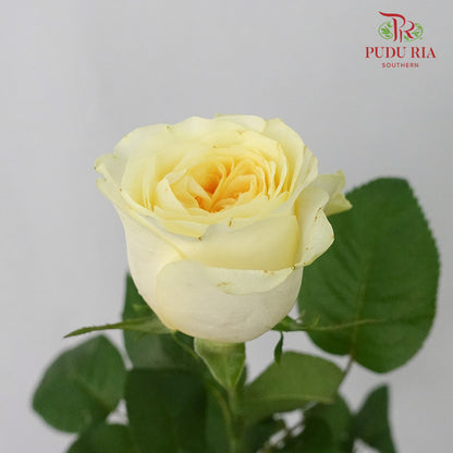 Rose Cream Cup (8-10 Stems) - Pudu Ria Florist Southern