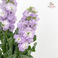 Matthiola Light Purple 紫罗兰 - (Per Bundle)