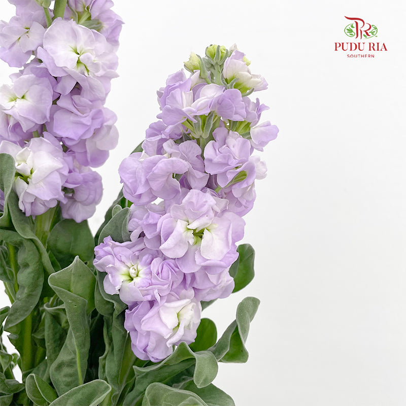 Matthiola Light Purple 紫罗兰 - (Per Bundle)