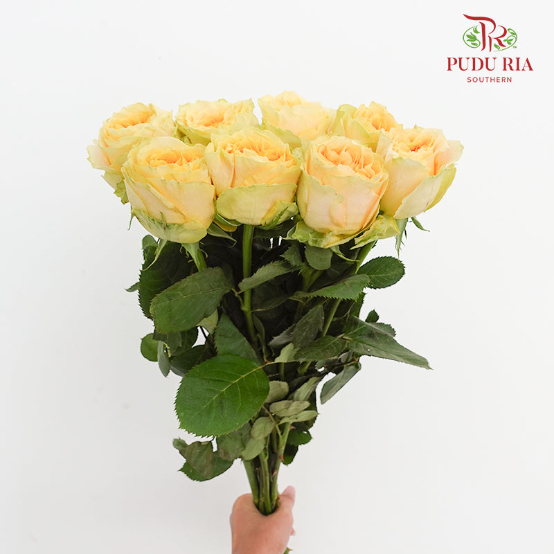 Rose Turtle - (8 Stems)