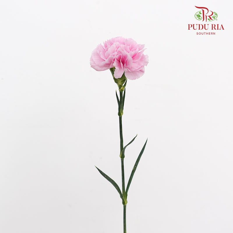 Carnation Soft Purple 康乃馨 - (10 Stems)