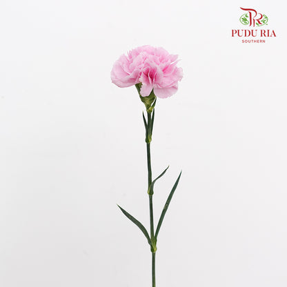Carnation Soft Purple 康乃馨 - (10 Stems)