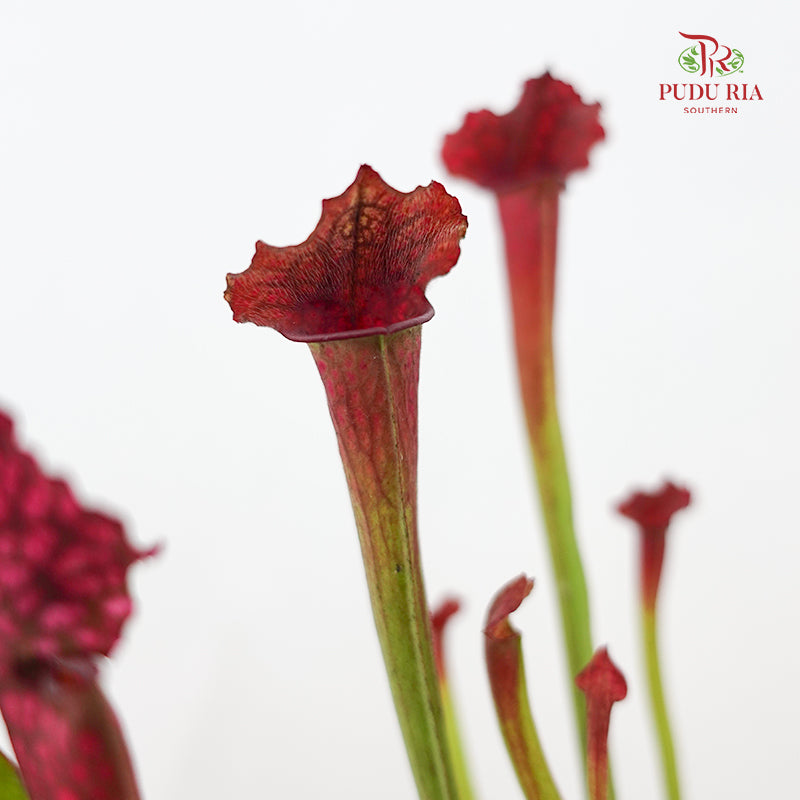 Sarracenia - Red