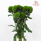 Green Tick 绿石竹 - (9-10Stems)