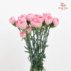 Carnation St Gem Pink 宝石粉康乃馨 - (18-20 Stems)