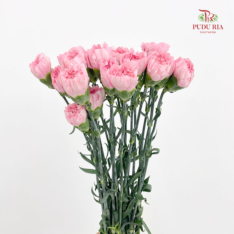 Carnation St Gem Pink 宝石粉康乃馨 - (18-20 Stems)