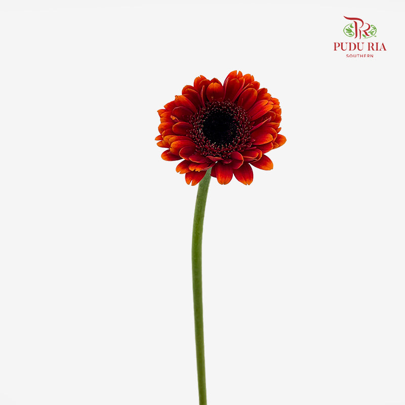 Gerbera Mini Red/Orange 非洲菊 - (8-10 Stems)