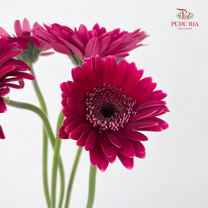 Gerbera Mini Sandero - (5 Stems)