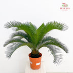 Cycas Revoluta