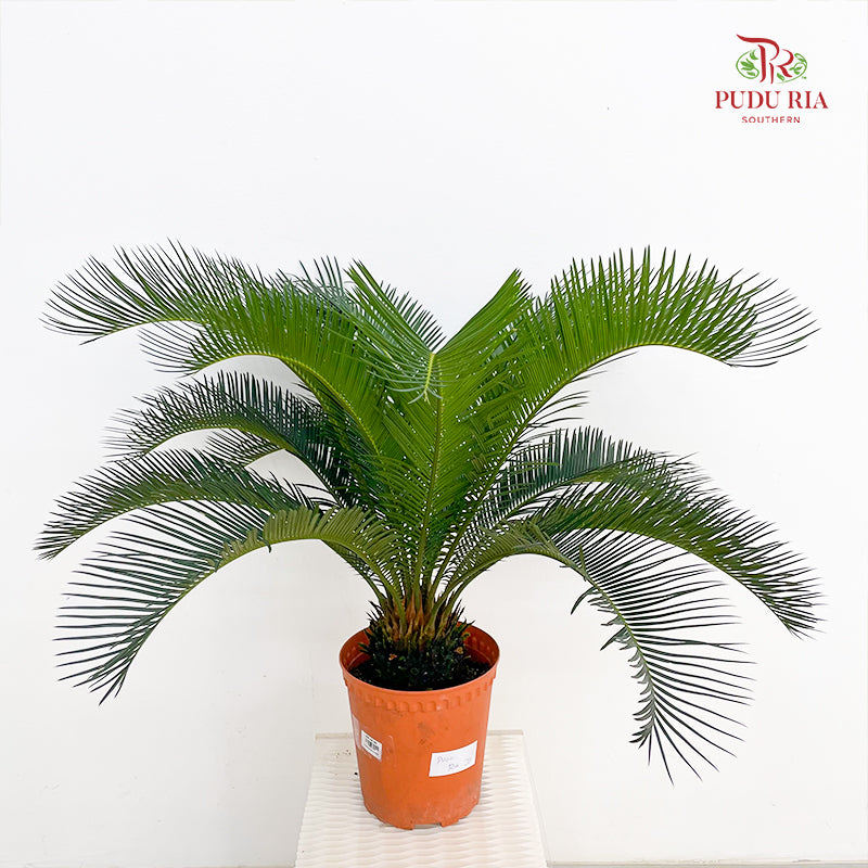 Cycas Revoluta